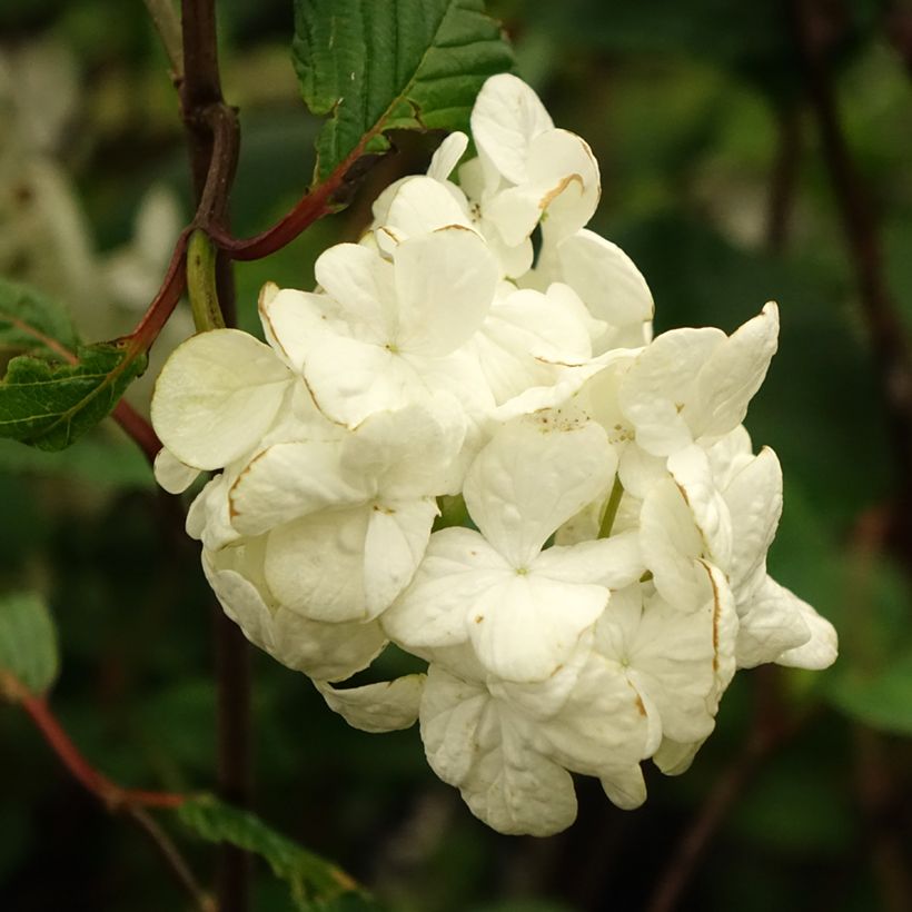 Viburnum plicatum Grandiflorum Noble (Flowering)