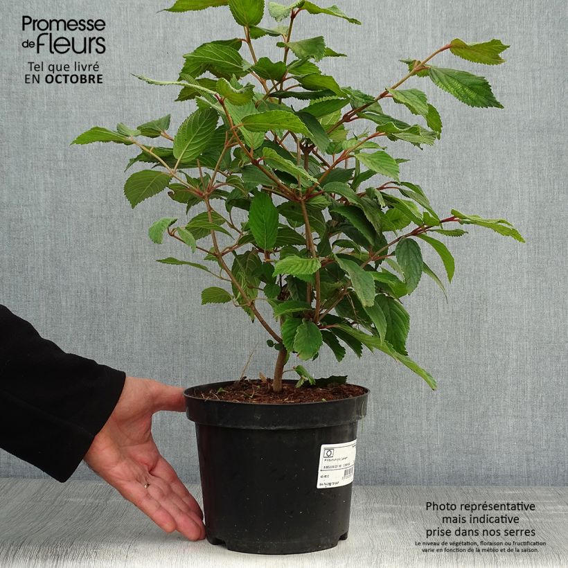 Viorne - Viburnum plicatum Lanarth Pot de 2L/3L sample as delivered in autumn