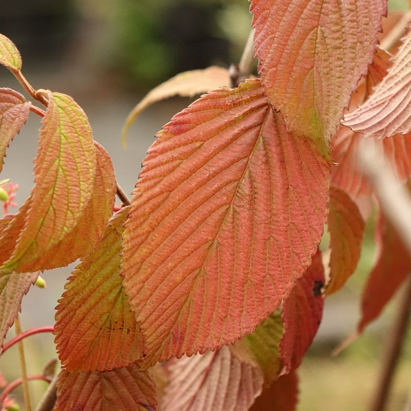 Viburnum plicatum Summer Snow Flake (Foliage)