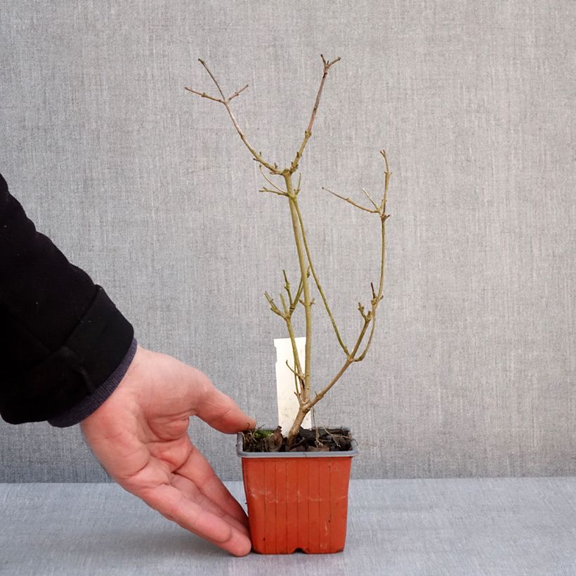 Viburnum plicatum Watanabe 8/9 cm pot sample as delivered in winter