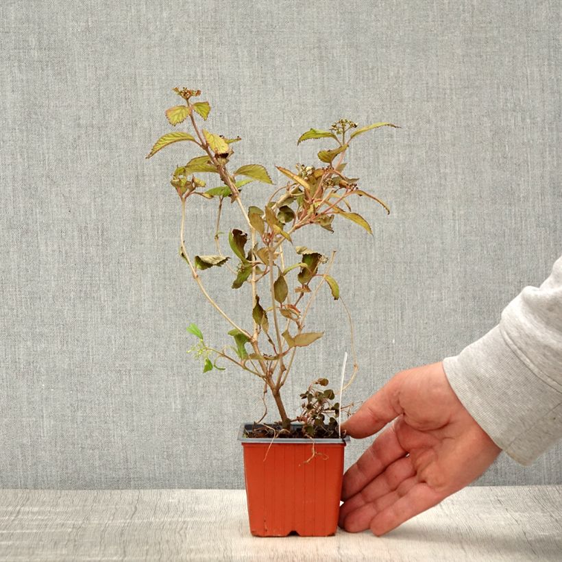 Viburnum plicatum Watanabe 8/9 cm pot sample as delivered in spring