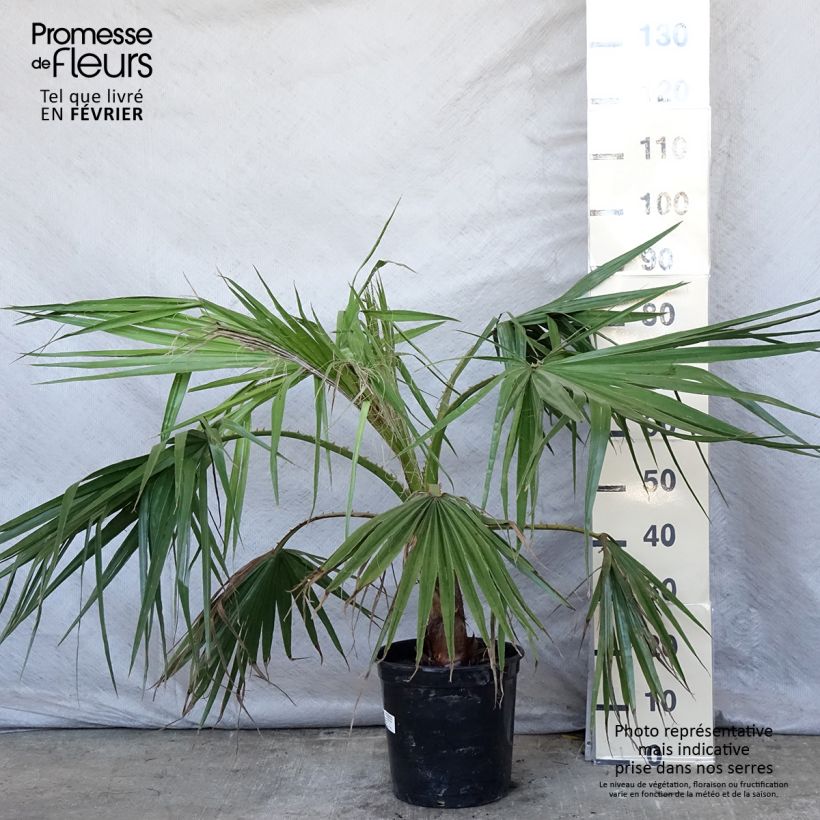 Washingtonia robusta - Palmier du Mexique en pot de 7.5L/10L sample as delivered in winter