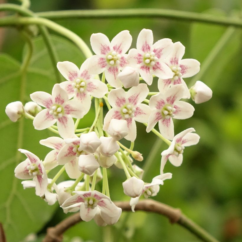 Wattakaka sinensis - Chinese Dregea (Flowering)