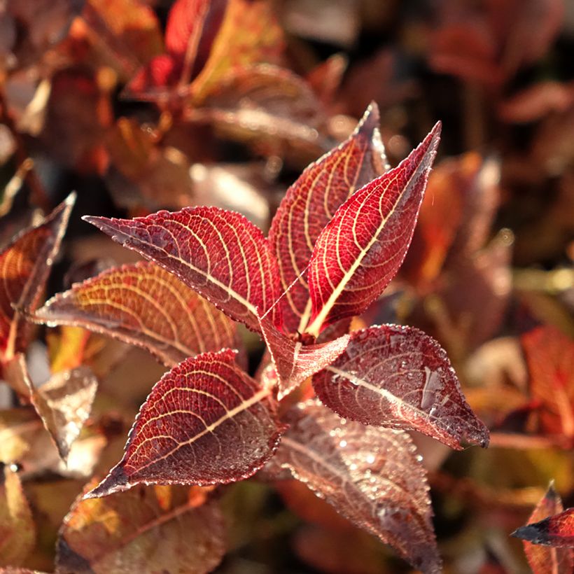 Weigela florida Foliis Purpureis (Foliage)