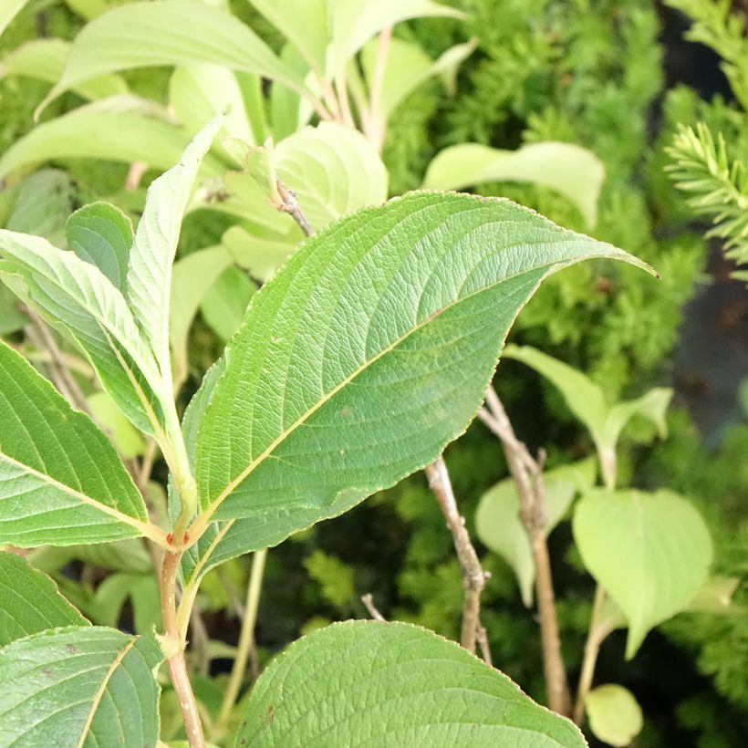 Weigela florida Marjorie (Foliage)