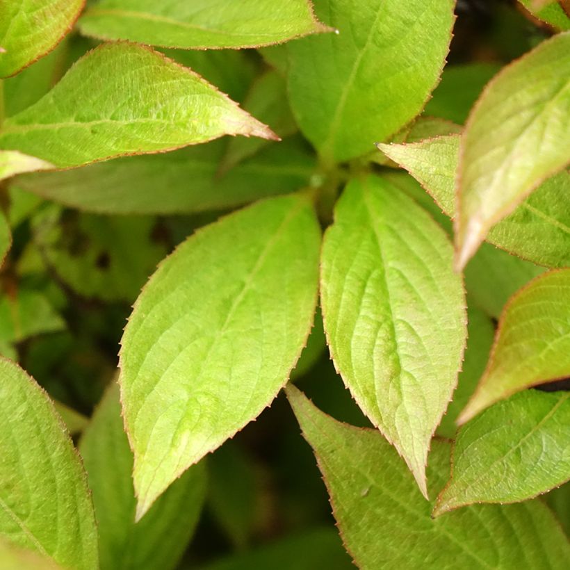 Weigela Picobella Bianco (Foliage)