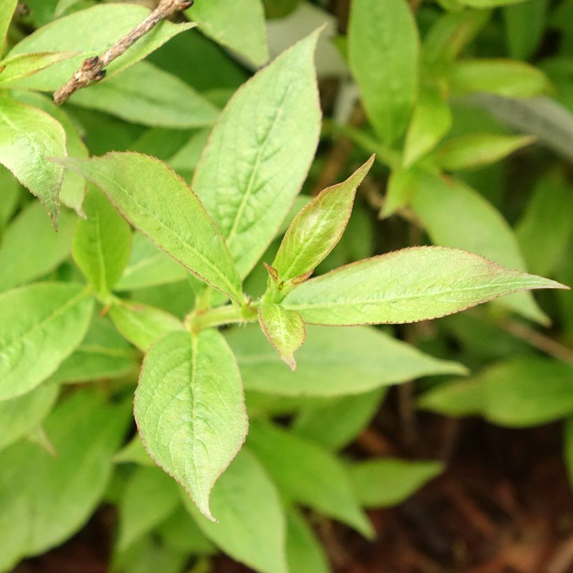 Weigela florida Picobella Rosso (Foliage)