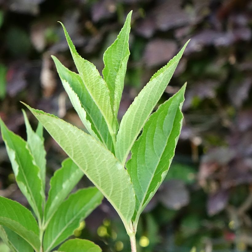 Weigela Snowflake (Foliage)