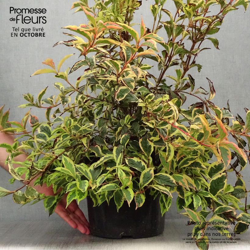 Weigela White Lightning en pot de 7,5l/10l sample as delivered in autumn