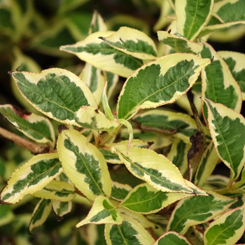 Weigela florida White Lightning (Foliage)