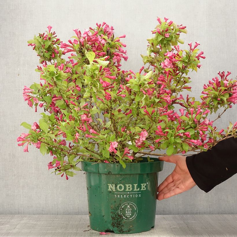 Weigela florida Princess Ayla 7.5L/10L potShipped height around 60/70cm sample as delivered in spring