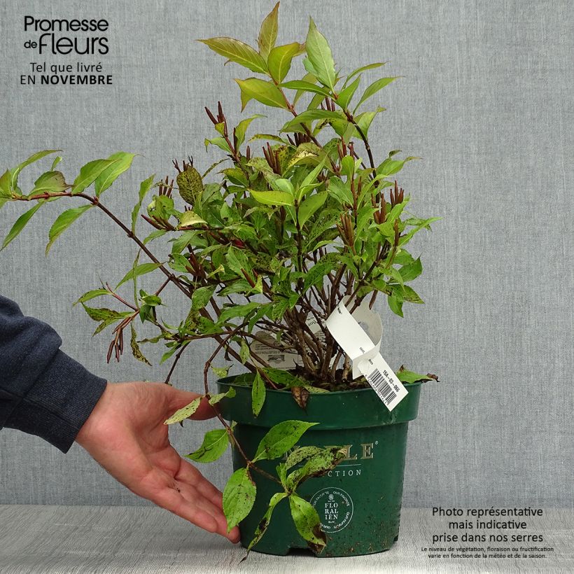 Weigelia florida Princess Ayla Pot de 3L/4L sample as delivered in autumn