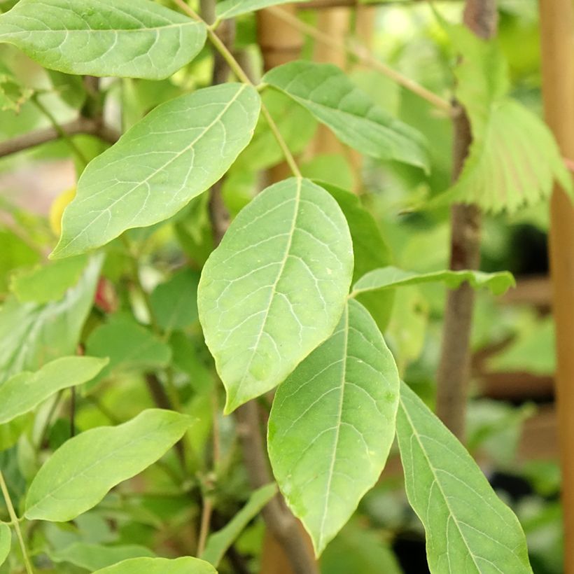 Wisteria venusta Rosea (Foliage)