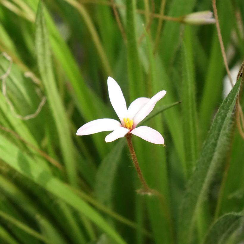 Rhodoxis Ria (Flowering)