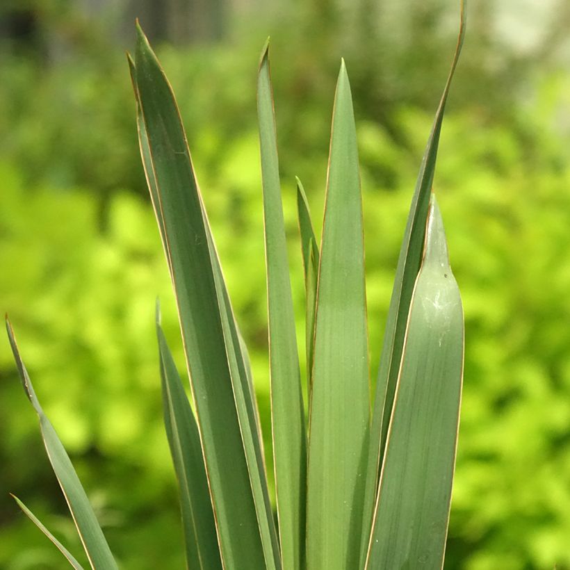 Yucca filamentosa (Foliage)