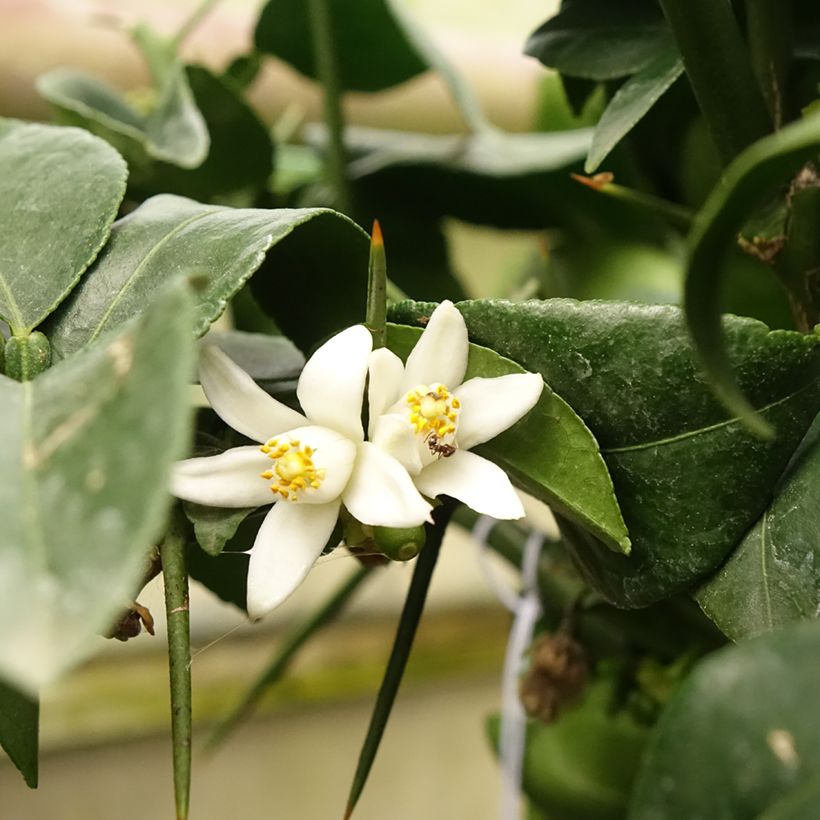 Yuzu - Citrus junos (Flowering)