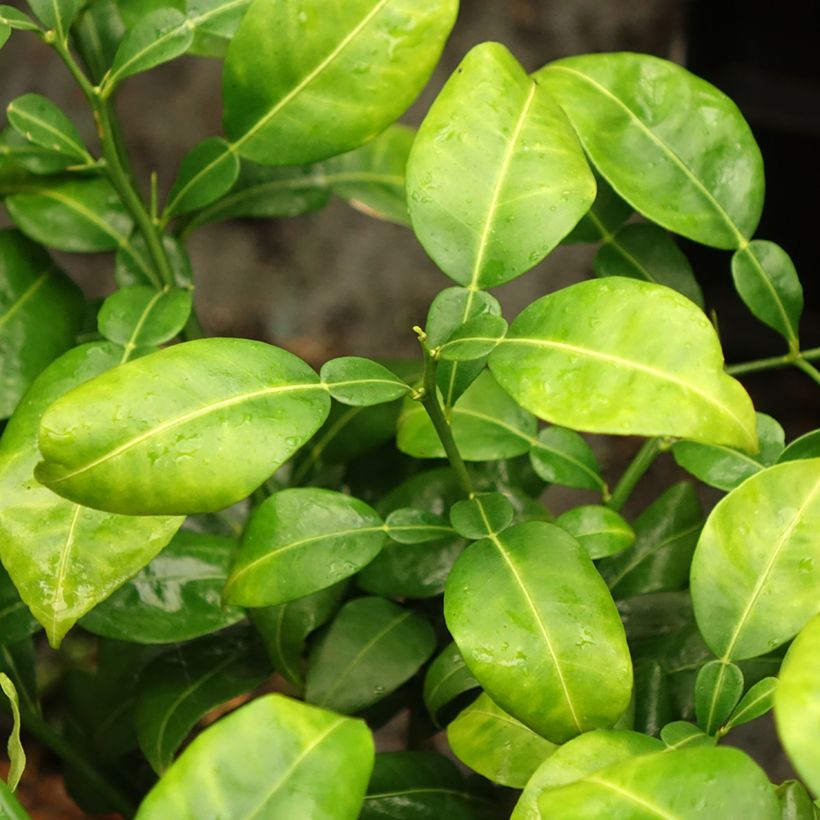 Yuzu - Citrus junos (Foliage)