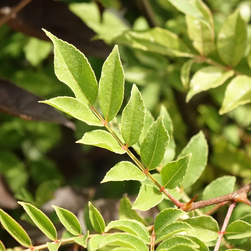 Zanthoxylum americanum (Foliage)