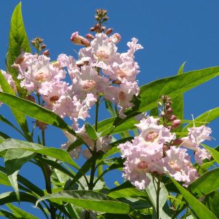 x Chitalpa tashkentensis Summer Bells