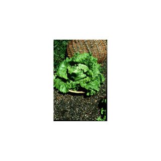 Batavia Lettuce Blonde de Paris - Lactuca sativa