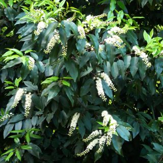 Prunus lusitanica - Portuguese Laurel