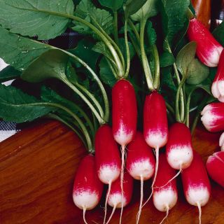 Bamba Radish