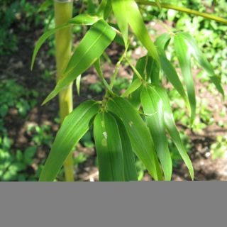 Semiarundinaria fastuosa - Medium-sized Bamboo