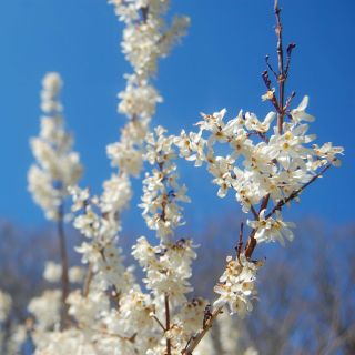 Abeliophyllum distichum - White Forsythia