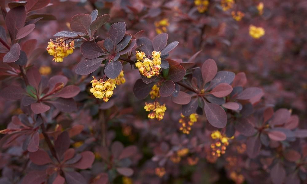 Discover our affordable shrubs