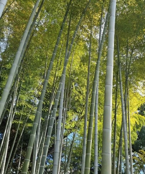 Create a peaceful and graphic escape in your garden or patio with bamboos!