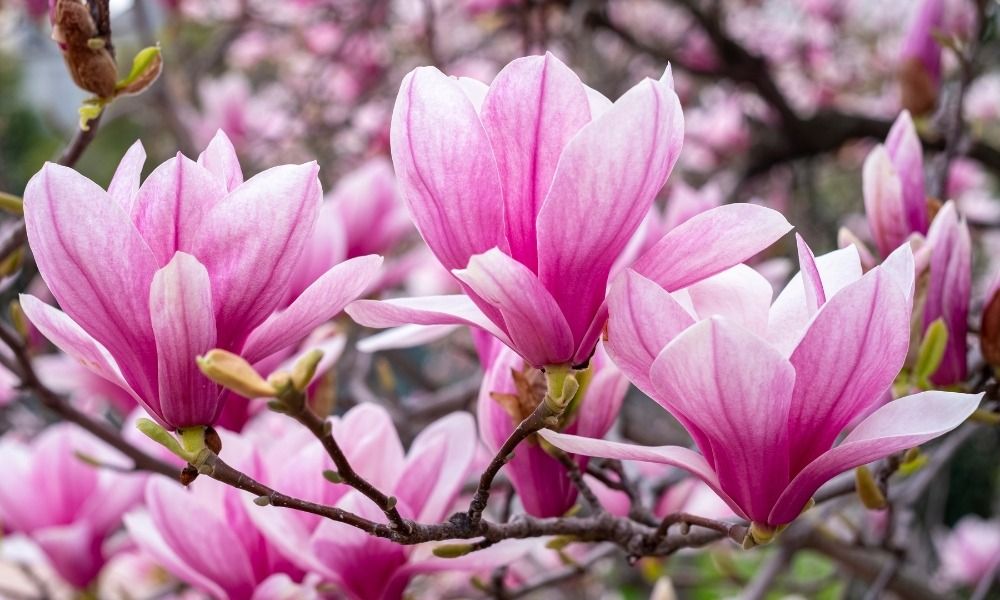 Discover the most beautiful spring-flowering shrubs to spruce up your garden!