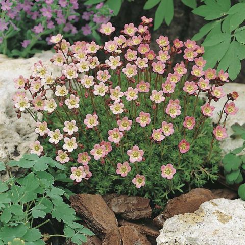 Saxifraga arendsii Compactum or Stansfieldii - Compact mossy saxifrage ...