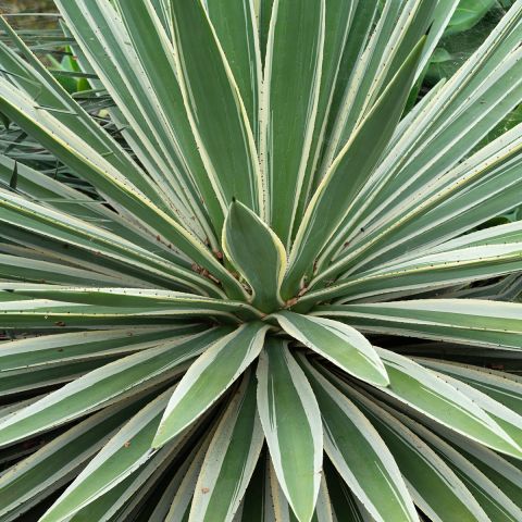 Agave angustifolia Marginata - agave with compact and regular ball ...