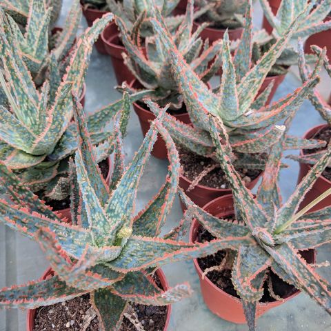 Aloe rauhii 'Cleopatra' - Snowflake Aloe - Small aloe with rosette ...