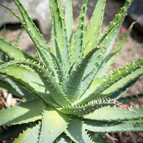 Aloe spinosissima - Medium-sized hybrid aloe with rosettes of succulent ...