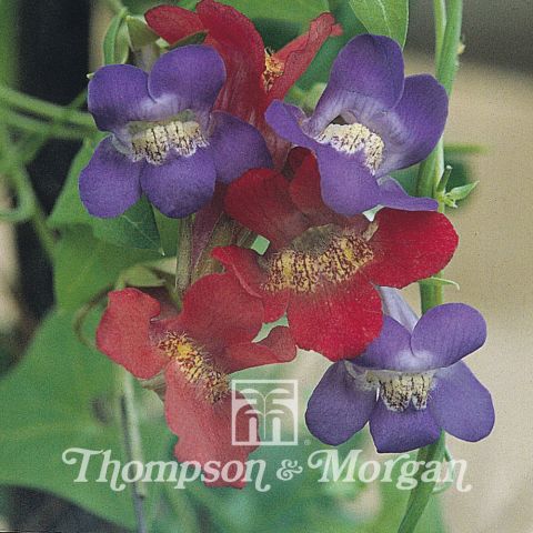 Asarina antirrhiniflora (Mixed) - Climbing Snapdragon Flower Mix ...