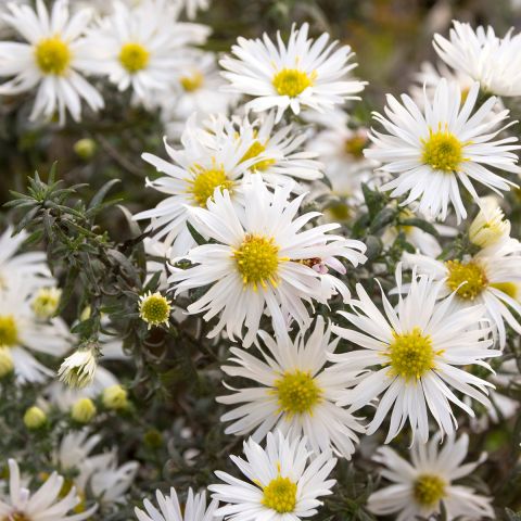 Aster ericoïdes f. prostratus Snow Flurry, with large flowers on dark ...