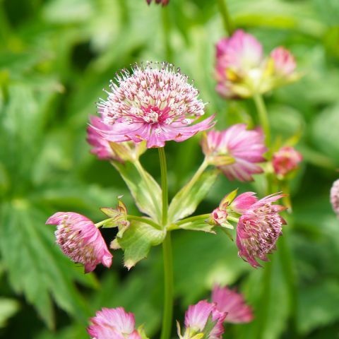 Astrantia major Rosea - Masterwort with delicate pink flowers.