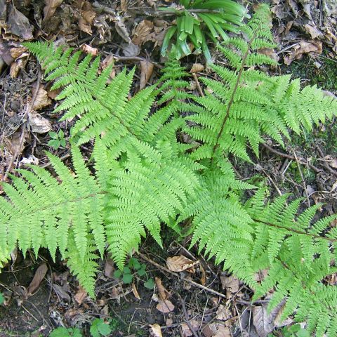 Athyrium filix-femina Cruciatum Group, with fronds having a lace-like ...