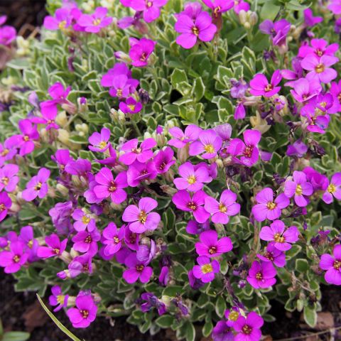 Aubretia Swan Red forms an evergreen mat covered in red-violet flowers.