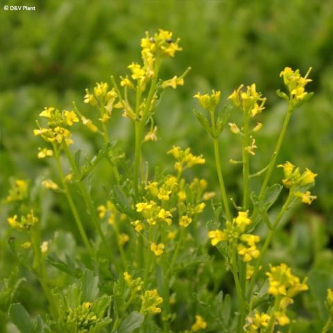 Barbarea verna - Ground or garden cress, spring barbarea - Culinary plant