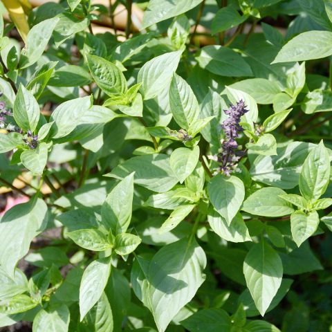 Basil 'Spice Boys Queen of Sheba' - Ocimum basilicum - Seeds - Variety ...