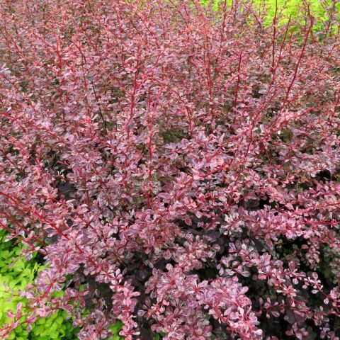 Berberis thunbergii Flamingo - Barberry with pink and white foliage