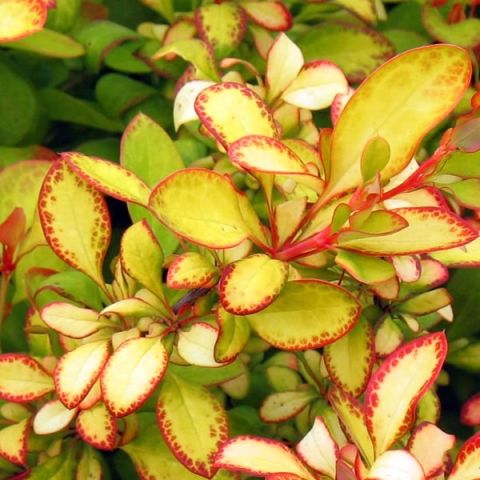 Berberis thunbergii Limoncello - Thorny barberry with chartreuse green ...