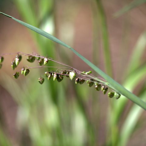 Briza Media Limouzi - Quaking Grass - Small Grass With Heart-shaped 