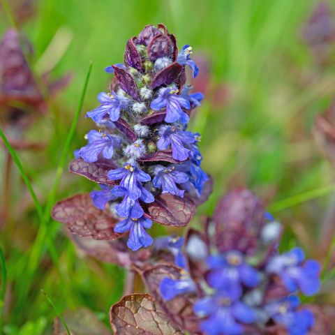 Ajuga reptans Atropurpurea - Creeping perennial with small bronze ...