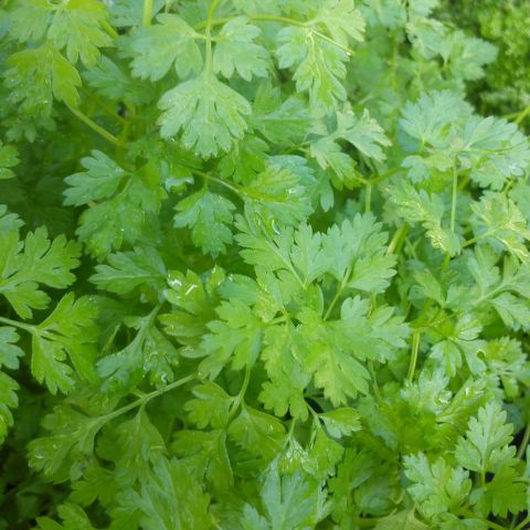 Common Chervil - Vegetable Plants - Anthriscus cerefolium