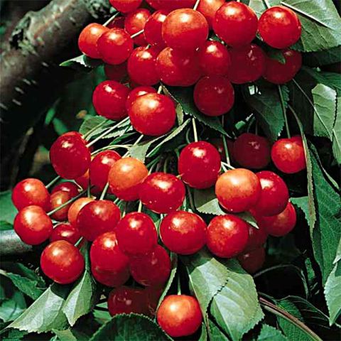 Bare-root cherry tree 'Montmorency' Sour Cherry from organic farming ...