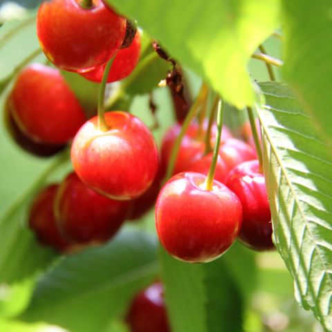 Organic Weeping 'Montmorency' Sour Cherry Tree - Prunus cerasus - a ...