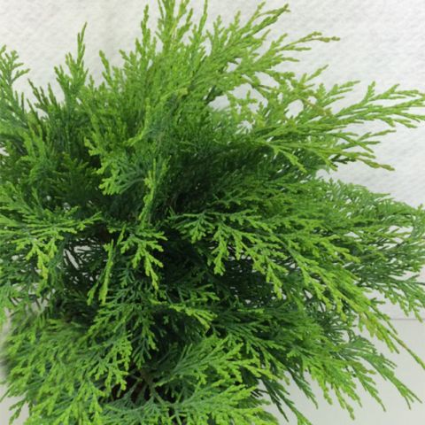 Chamaecyparis lawsoniana Mini Globus - Dwarf Lawson Cypress